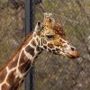 Легендарный жираф-долгожитель Самсон украсил экспозицию Дарвиновского музея