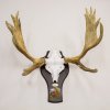 Gift to the museum - elk antlers (Alces alces Linnaeus, 1758) on the medallion