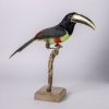 New arrival - stuffed black-necked aracari 