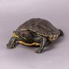Новое поступление – чучело красноухой черепахи