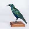 Stuffed Lesser Blue-eared Glossy-Starling 