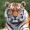 Дарвиновский музей отпраздновал Международный день тигра
