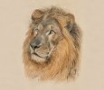 The grand opening of the exhibition "The path of love for animals"