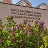 На экотропе музея цветет сирень 