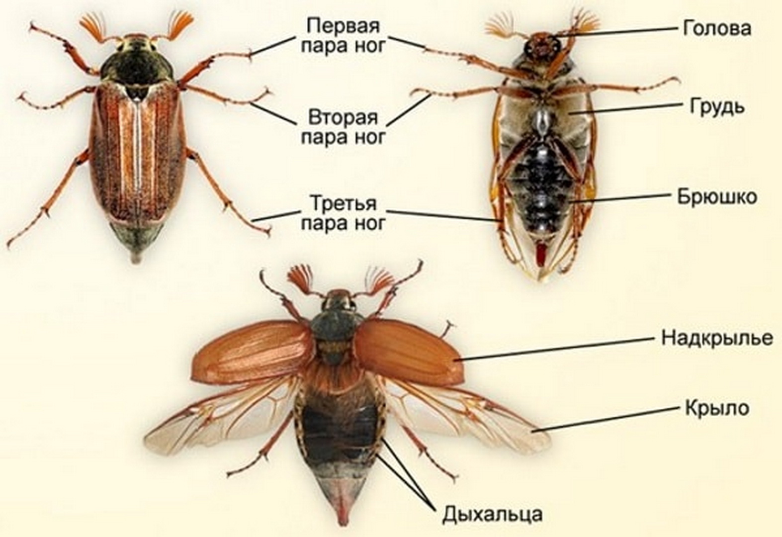 Сколько лапок у 6 жуков