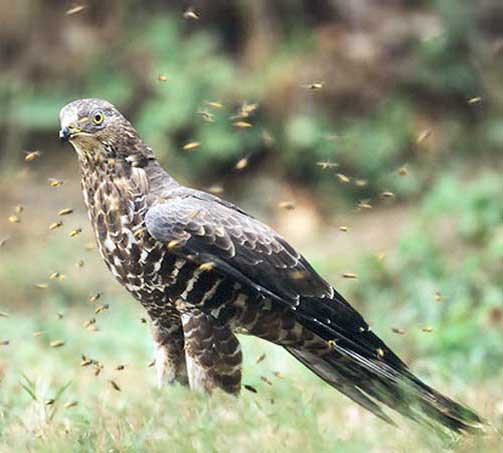 Купальниктегі әйелдердің жетілген фотосуреттері