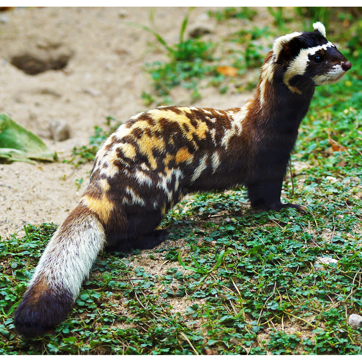 Putois marbré (Vormela peregusna) Marbled polecat Zoo Magd. Flickr